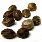 Семена марихуаны АК-47  (Seeds AK-47) в Губкине